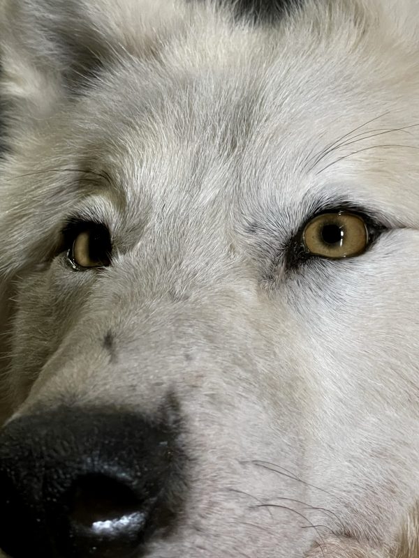 Opgezette poolwolf