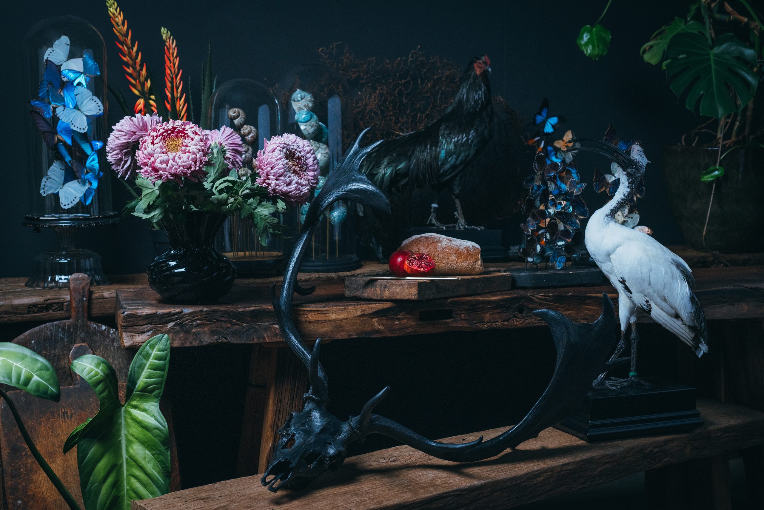 Opgezette vogels en vlinders