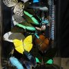 Antieke stolp gevuld met een luxe mix van vlinders