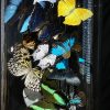 Antieke stolp gevuld met een luxe mix van vlinders Antieke stolp gevuld met een luxe mix van vlinders