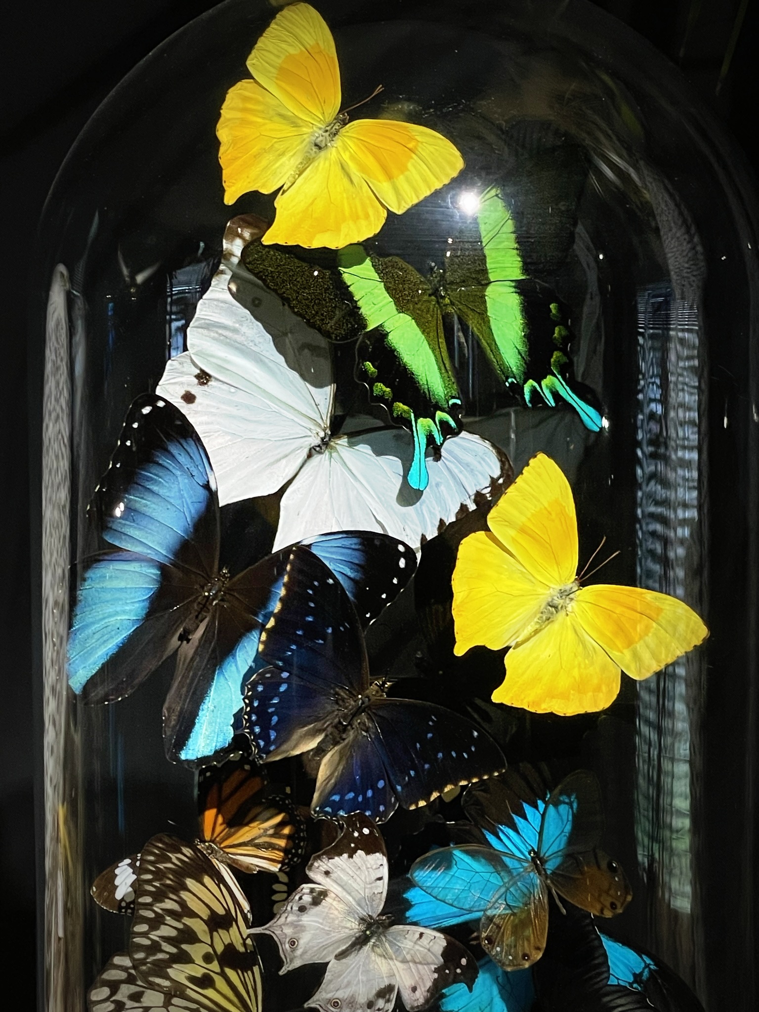 Antieke stolp gevuld met een luxe mix van vlinders