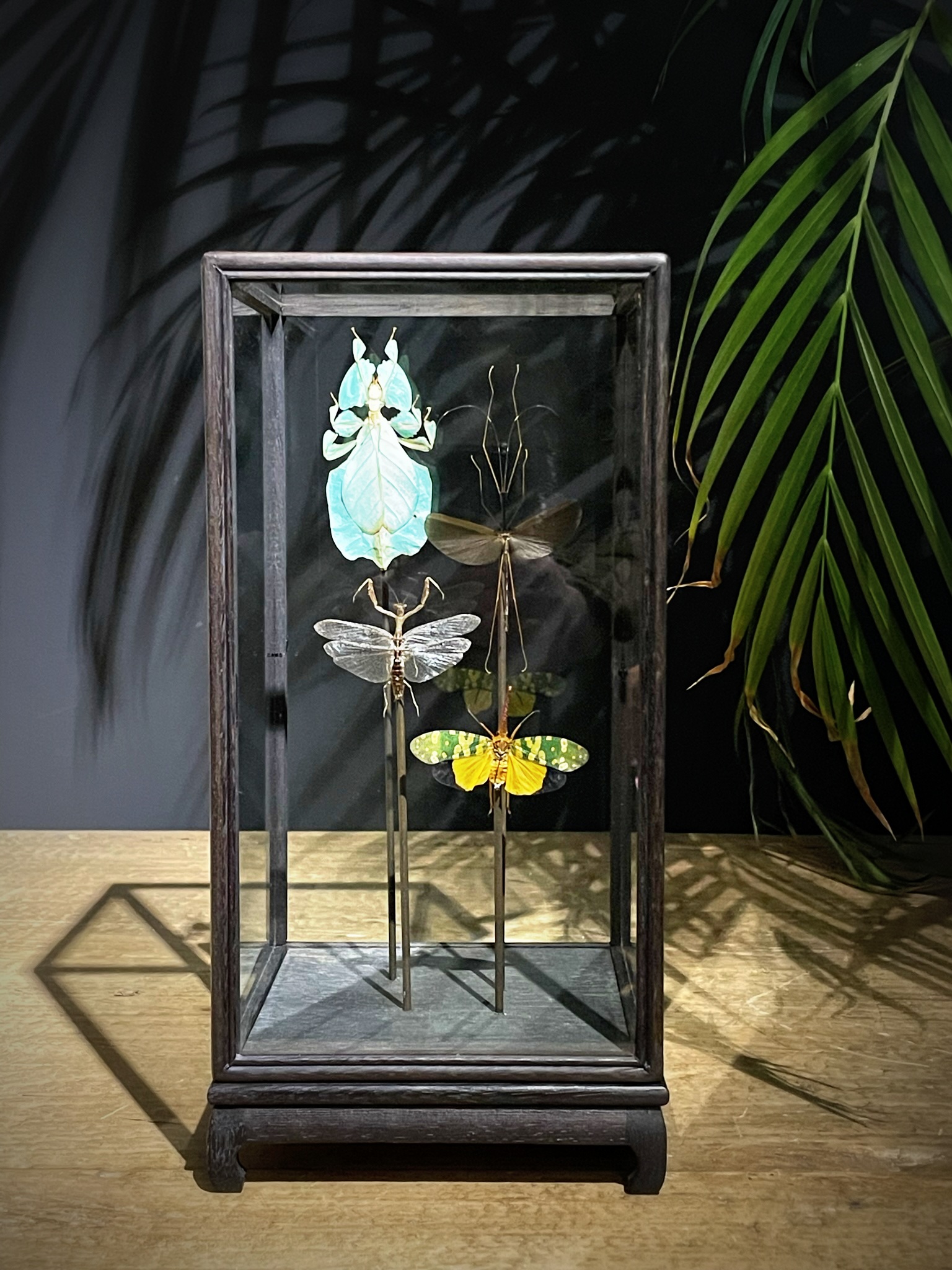 Glazen vitrine met insecten