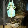 Glazen vitrine met insecten Glazen vitrine met insecten