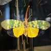 Glazen vitrine met insecten Glazen vitrine met insecten