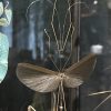 Glazen vitrine met insecten Glazen vitrine met insecten