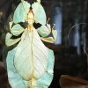 Glazen vitrine met insecten Glazen vitrine met insecten