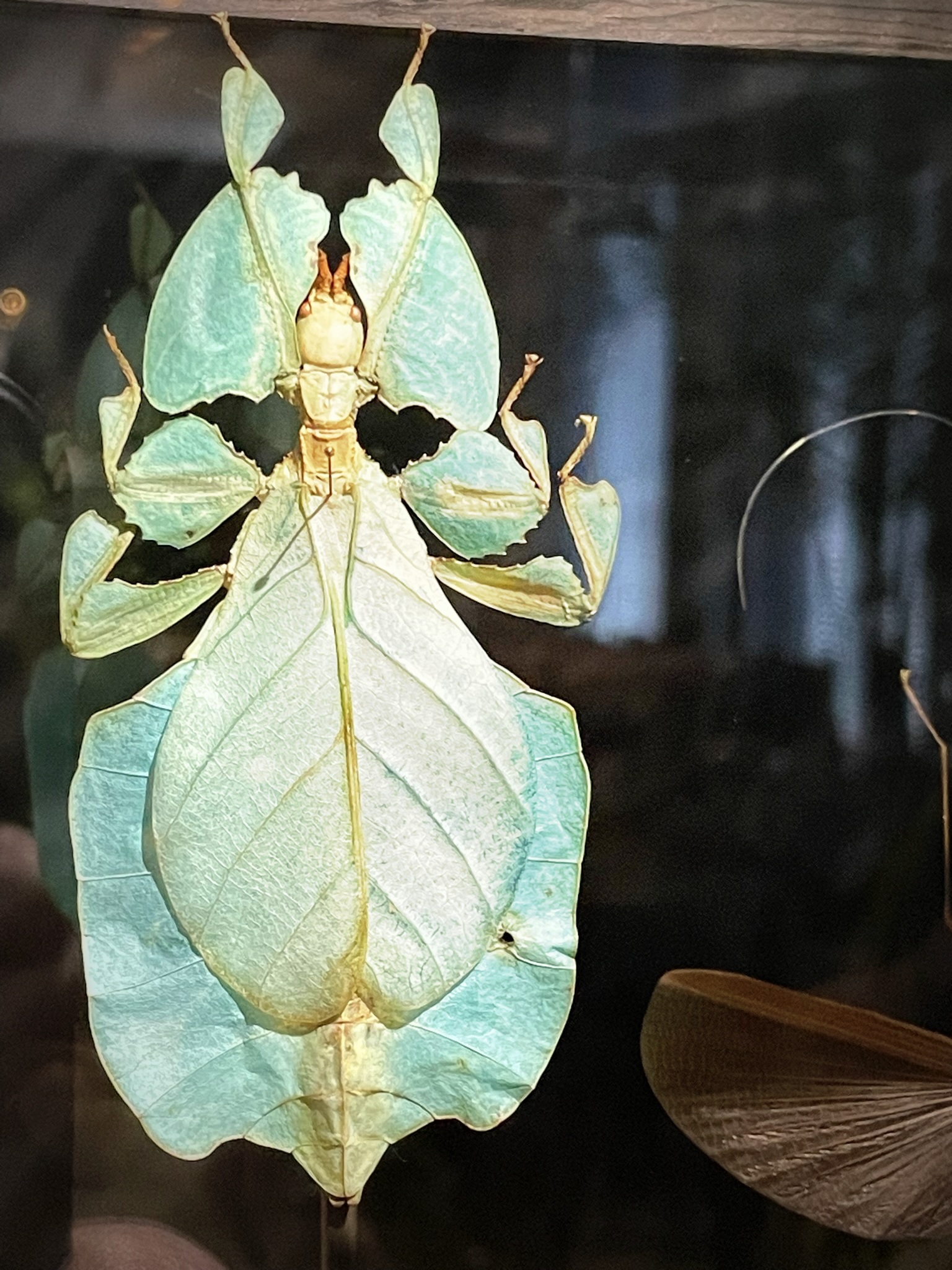 Glazen vitrine met insecten