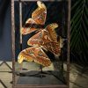 Glazen vitrine met Atlas Vlinders