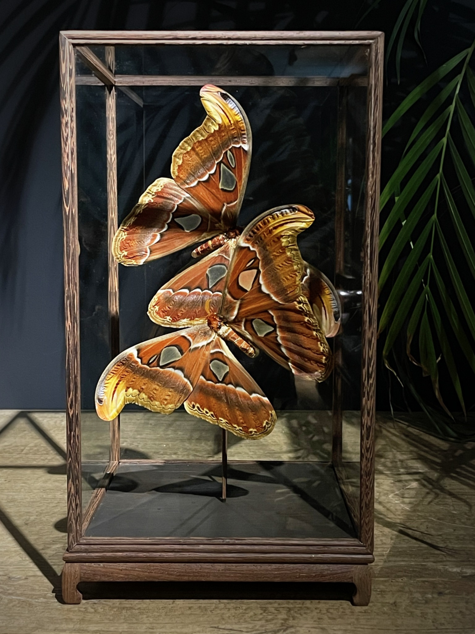 Glazen vitrine met Atlas Vlinders