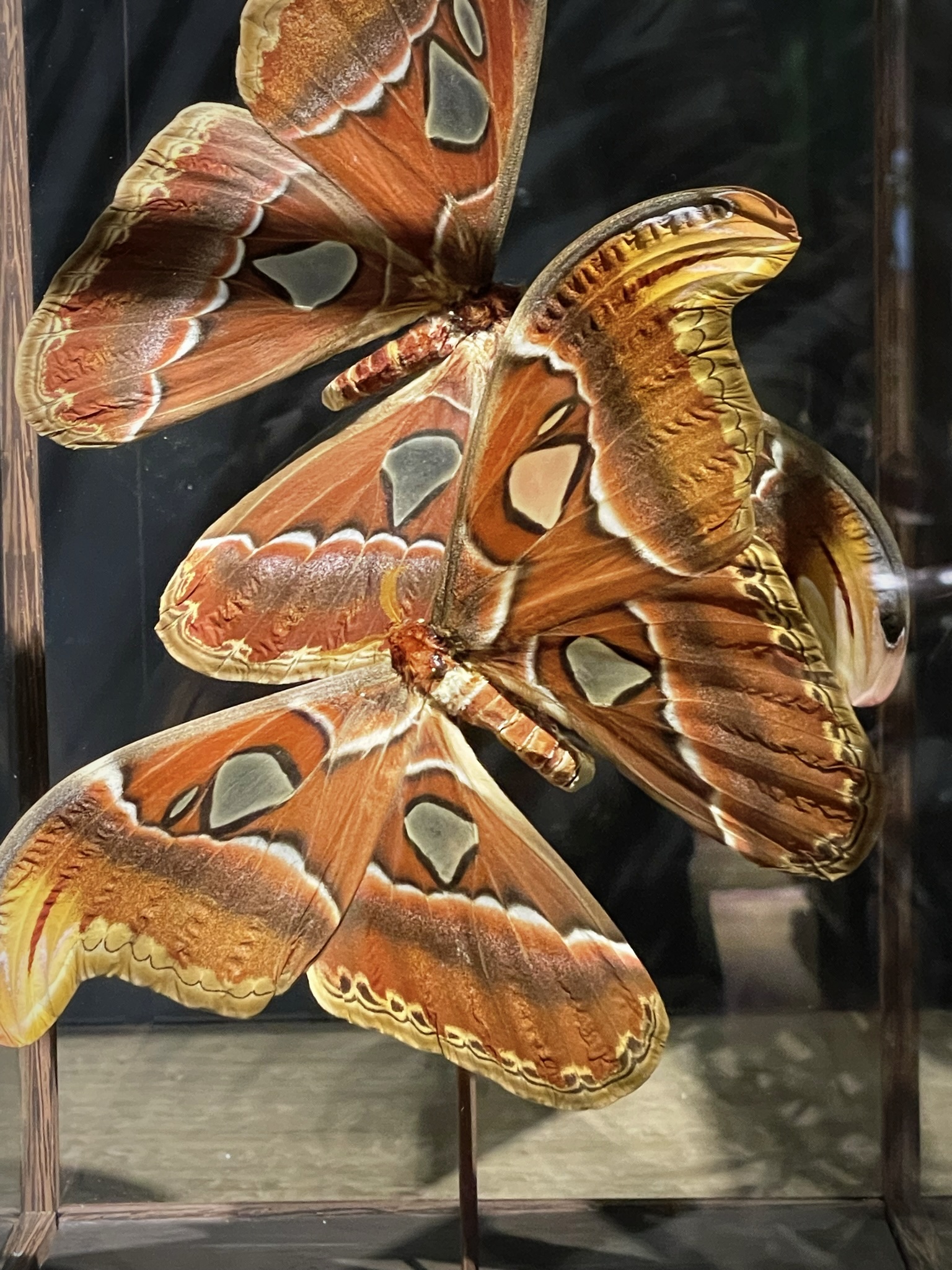 Glazen vitrine met Atlas Vlinders