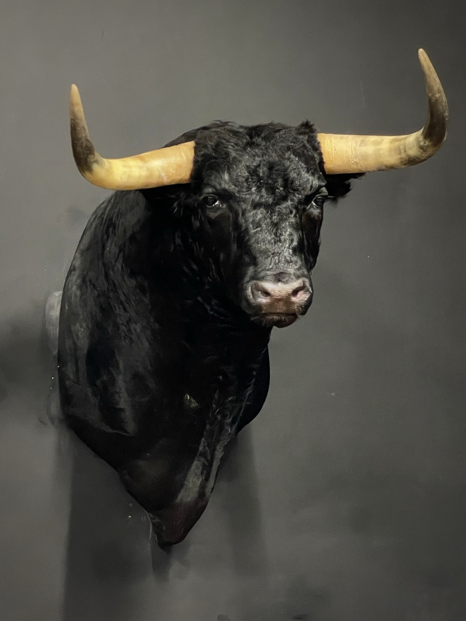 Opgezette Spaanse stier