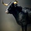 Opgezette Spaanse stier
