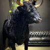 Opgezette Spaanse stier