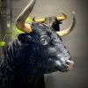 Opgezette Spaanse stier