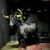 Opgezette Spaanse stier
