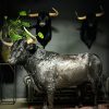 Opgezette Spaanse stier