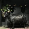 Opgezette Spaanse stier