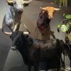 Opgezette Spaanse stier