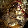 Gouden schelp op marmeren sokkel Gouden schelp op marmeren sokkel