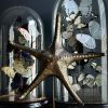 Gemetalliseerde zeester op marmeren sokkel Gemetalliseerde zeester op marmeren sokkel