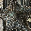 Gemetalliseerde zeester op marmeren sokkel Gemetalliseerde zeester op marmeren sokkel