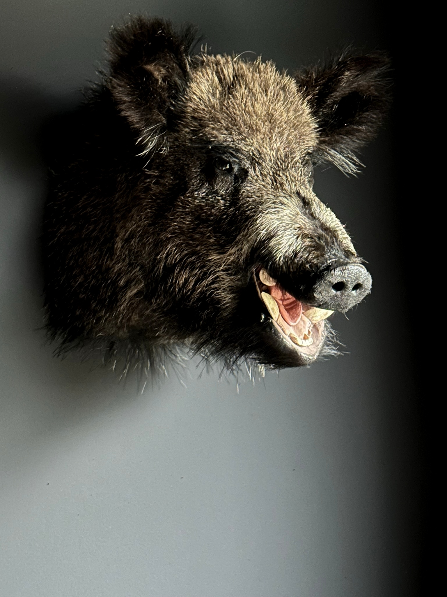 Opgezette kop van een groot wild zwijn