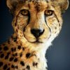 Opgezette Cheetah Opgezette Cheetah
