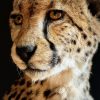 Opgezette Cheetah Opgezette Cheetah