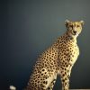 Opgezette Cheetah Opgezette Cheetah
