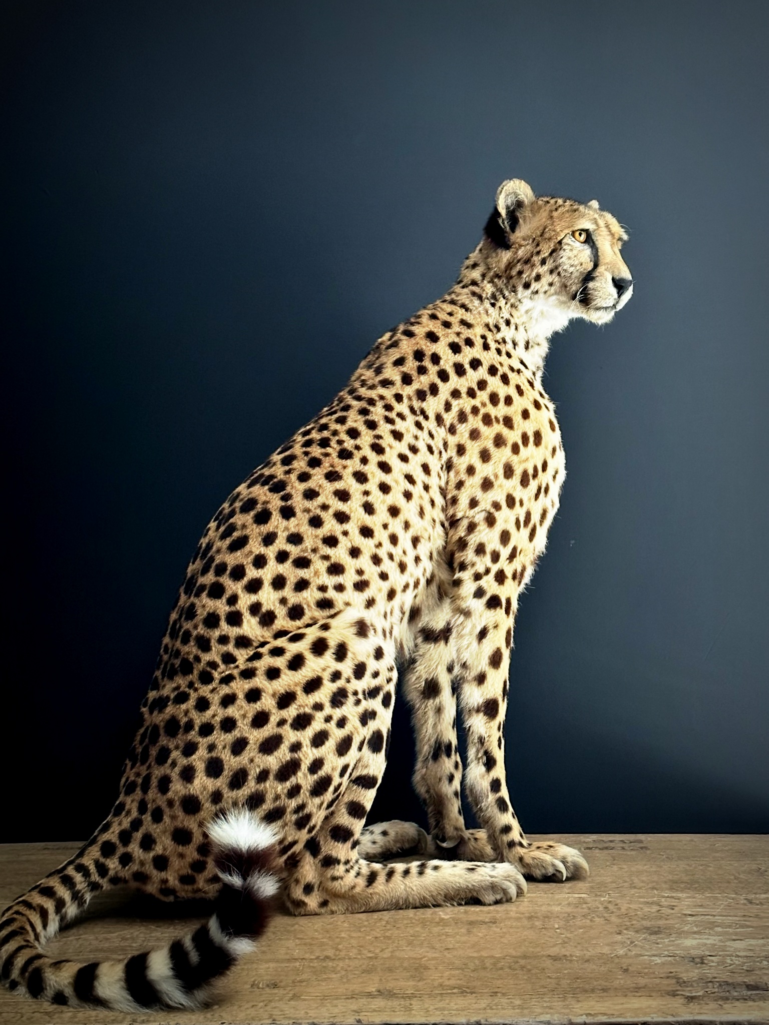 Opgezette Cheetah
