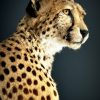 Opgezette Cheetah Opgezette Cheetah