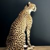 Opgezette Cheetah Opgezette Cheetah