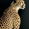 Opgezette Cheetah Opgezette Cheetah