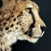Opgezette Cheetah Opgezette Cheetah