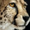 Opgezette Cheetah Opgezette Cheetah