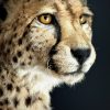 Opgezette Cheetah Opgezette Cheetah