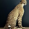 Opgezette Cheetah Opgezette Cheetah
