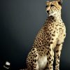 Opgezette Cheetah Opgezette Cheetah