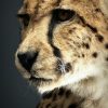Opgezette Cheetah Opgezette Cheetah