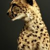 Opgezette Cheetah Opgezette Cheetah
