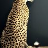 Opgezette Cheetah Opgezette Cheetah