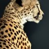 Opgezette Cheetah Opgezette Cheetah