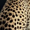 Opgezette Cheetah Opgezette Cheetah