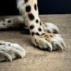 Opgezette Cheetah Opgezette Cheetah