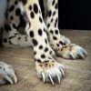 Opgezette Cheetah Opgezette Cheetah