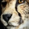 Opgezette Cheetah Opgezette Cheetah