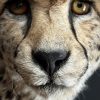 Opgezette Cheetah Opgezette Cheetah