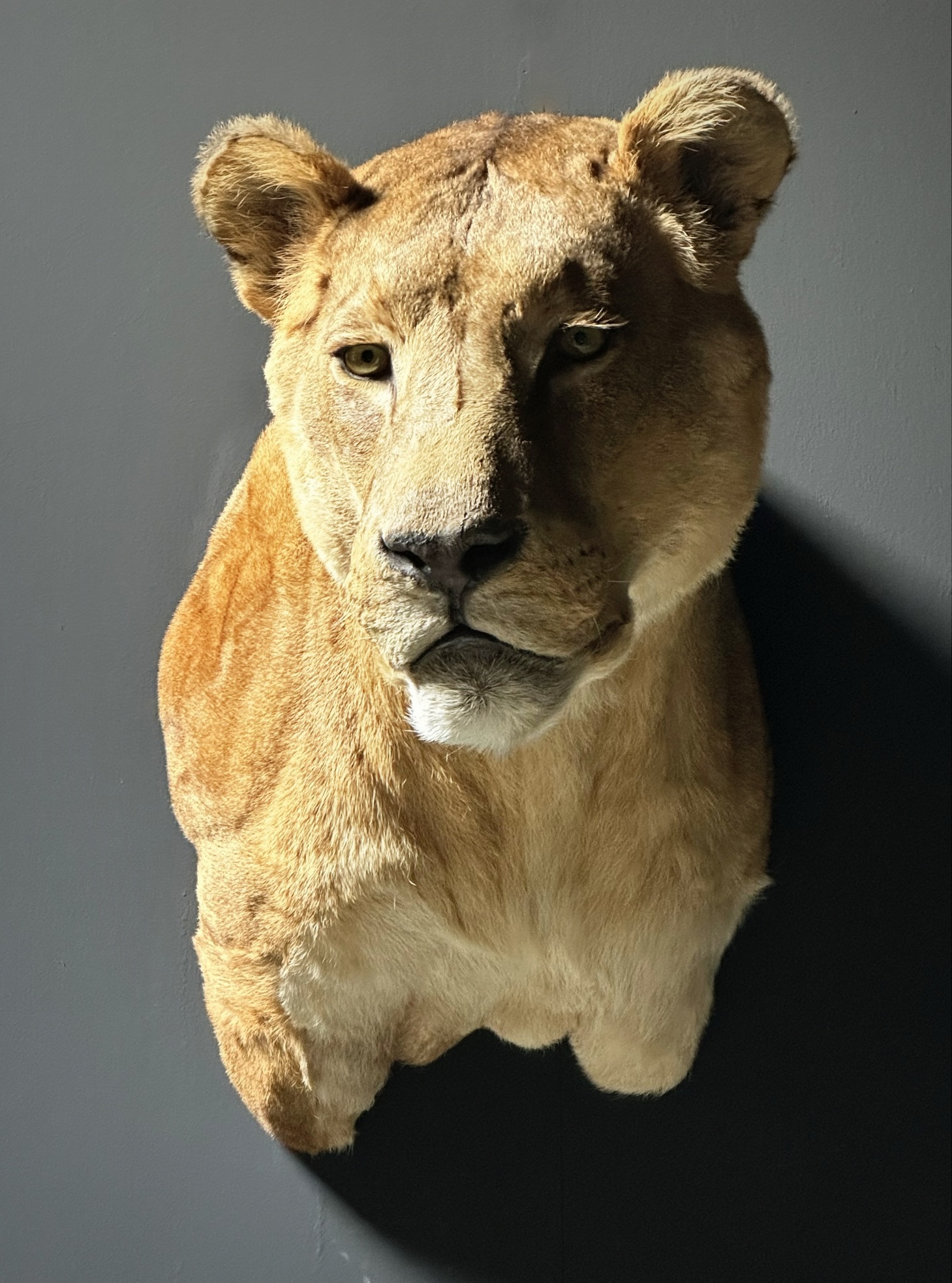 Opgezette kop van een leeuwin