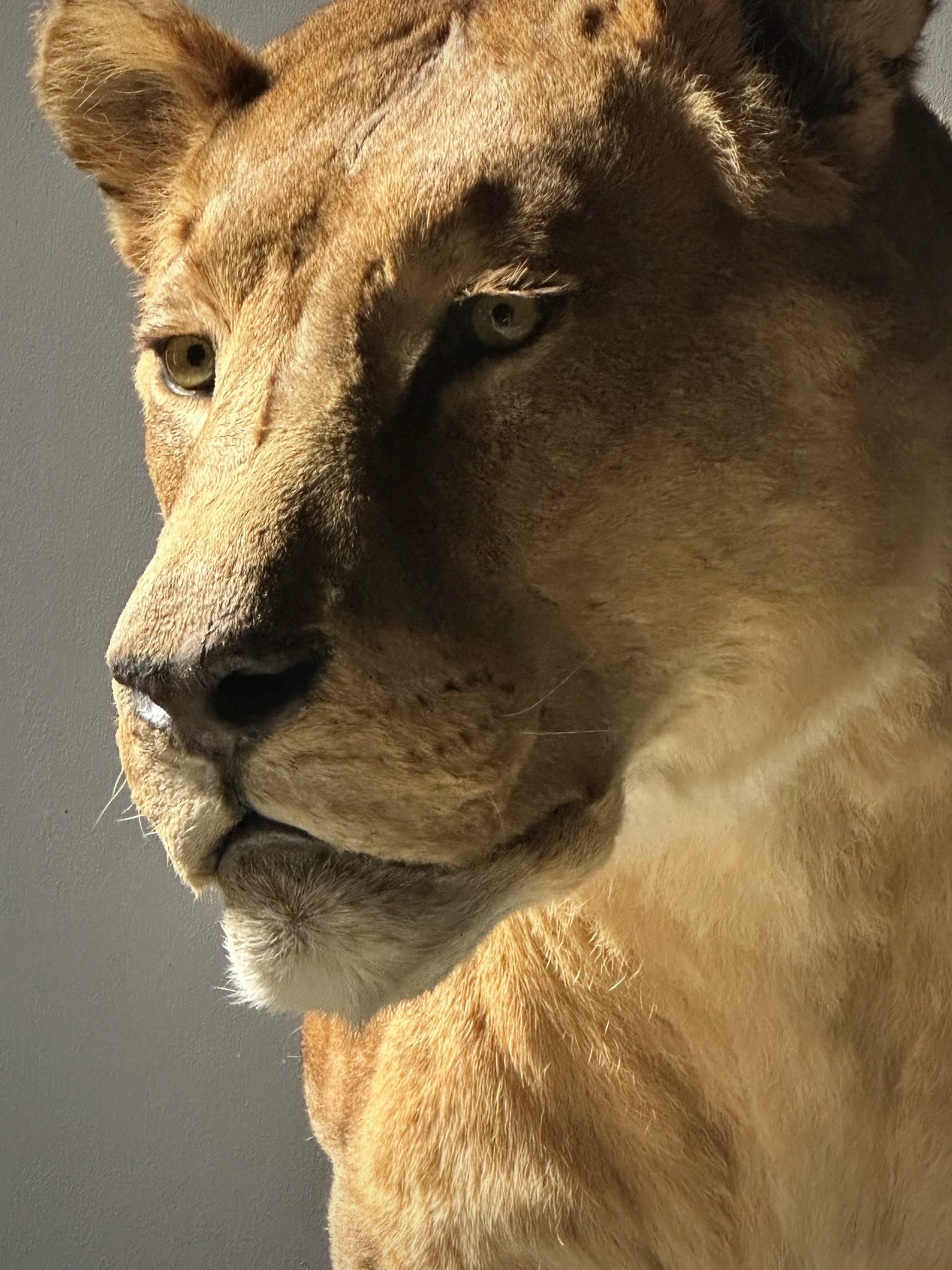 Opgezette kop van een leeuwin
