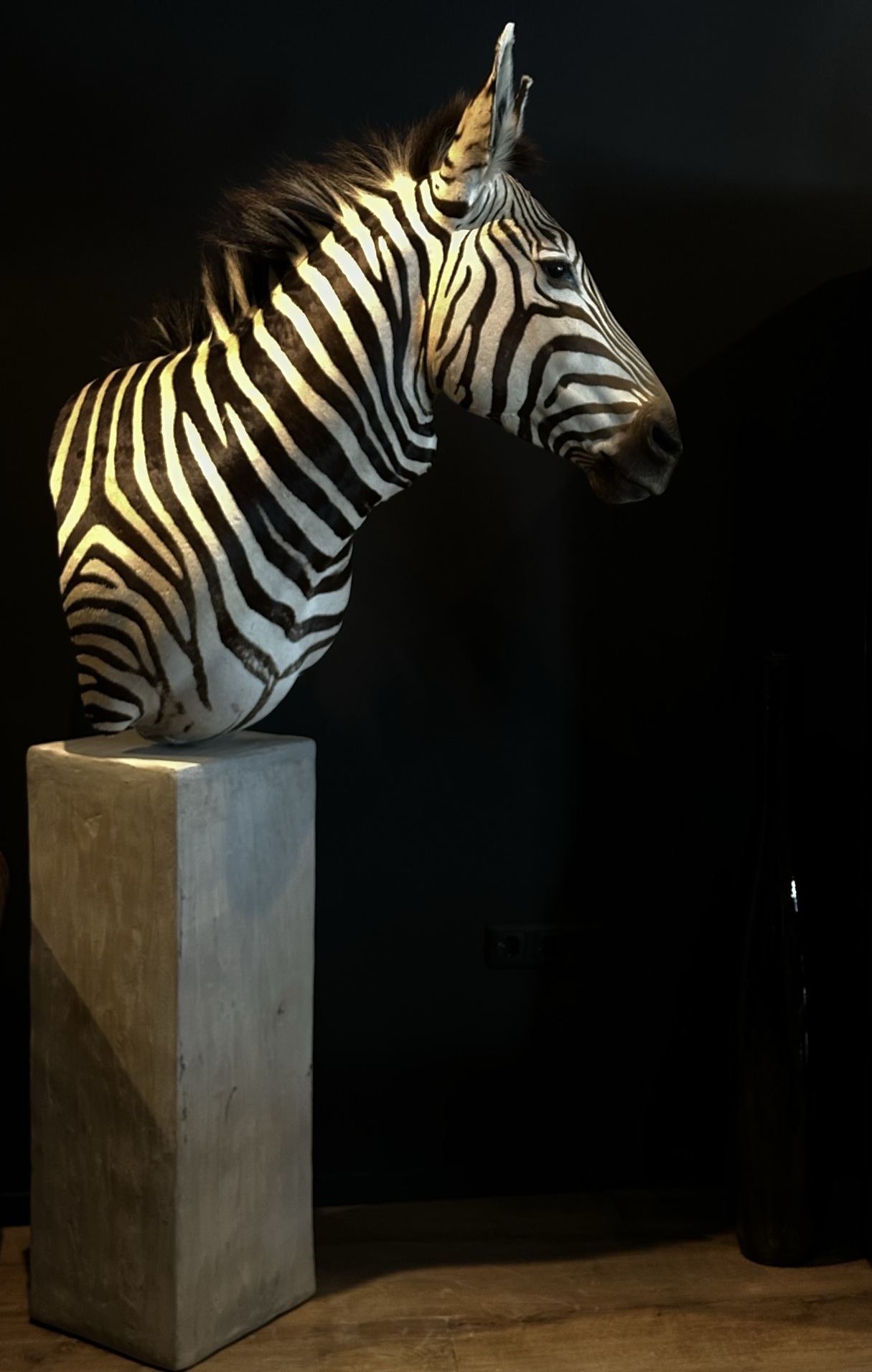 Opgezette kop van een zebra
